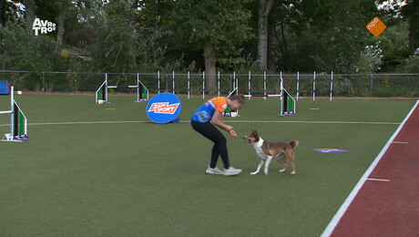Zappsport | Agility (Hondensport)
